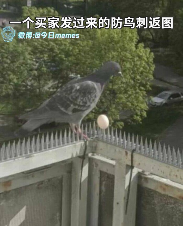 今日沙雕： 今天我?guī)痛蠹野压ぷ魅战o射下來了，明天大家休息宣傳圖83