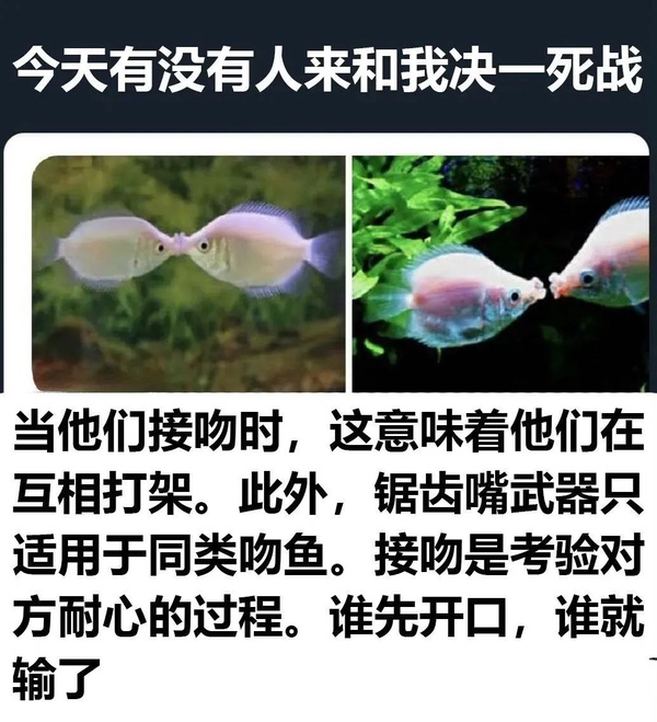 今日沙雕：“已經(jīng)救不活了”醫(yī)生在病人身上夾了塊肉品嘗后嘆氣道宣傳圖74