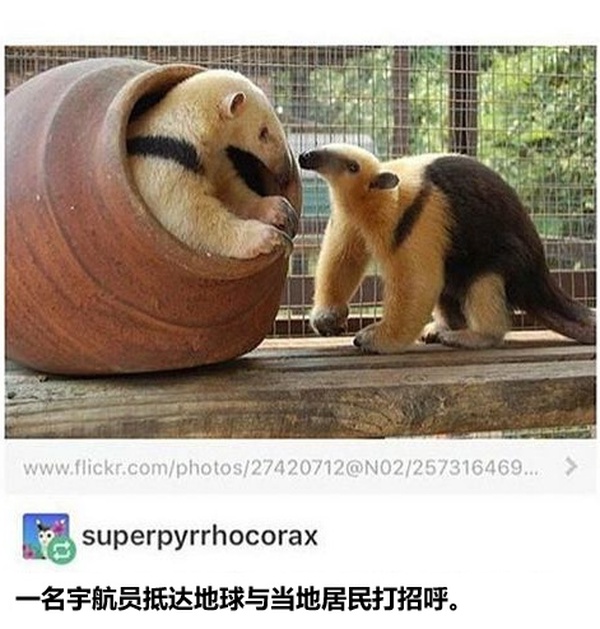 今日沙雕： “要是時(shí)間能倒流就好了” 拉完屎的男桐幻想道宣傳圖12