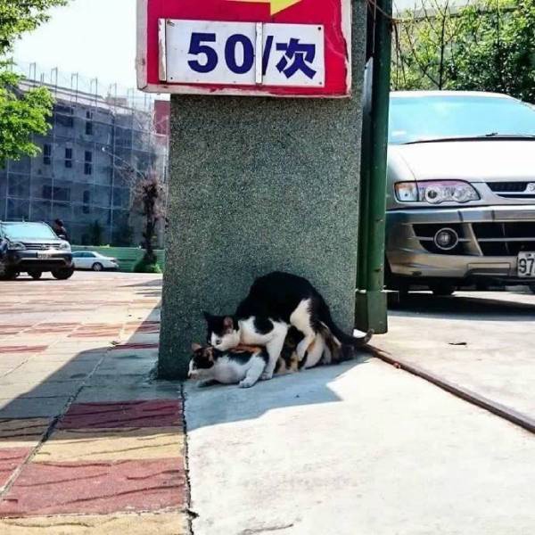 今日沙雕： 小偷將自己的作案過程寫成小說算正版還是盜版宣傳圖14