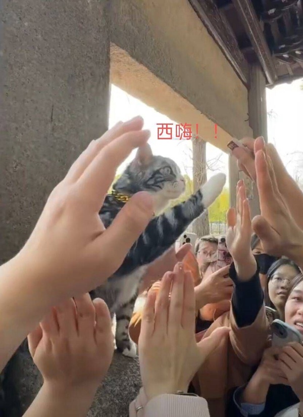 今日沙雕：向AI求婚會(huì)需要給多少GB彩禮？宣傳圖41