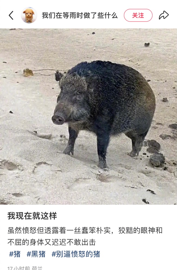 今日沙雕： 啞巴睡覺會用手語打呼嚕嗎？宣傳圖1