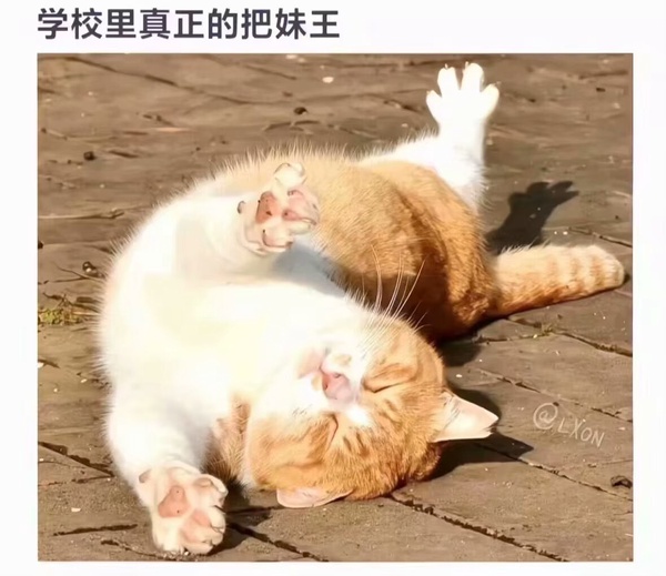 今日沙雕： 我向老師求婚，結(jié)果老師要見我家長，我是不是成功了宣傳圖87