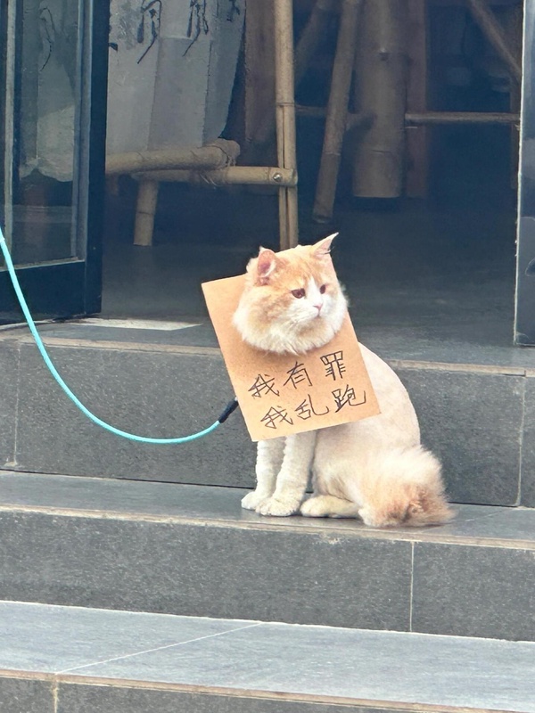 今日沙雕： 我向老師求婚，結(jié)果老師要見我家長，我是不是成功了宣傳圖89