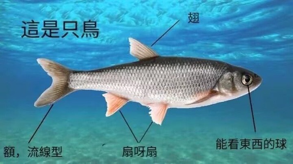今日沙雕：吃飽后自殺可能會要了你的命！宣傳圖36