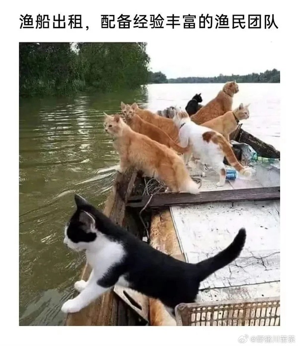 今日沙雕：吃飽后自殺可能會要了你的命！宣傳圖95
