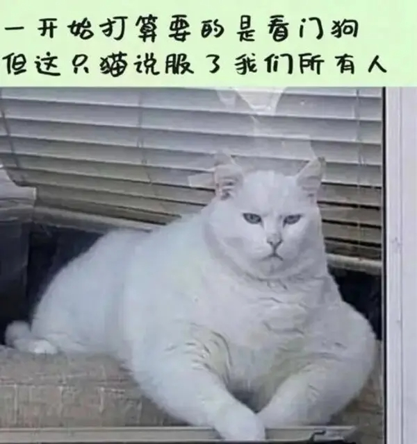今日沙雕： 你每吃一個(gè)鴨腿，世界上就會(huì)多一只殘疾的鴨子宣傳圖90