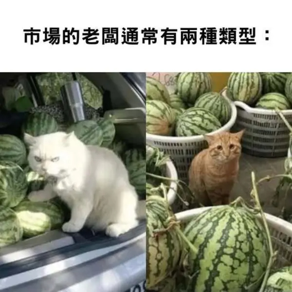 今日沙雕： 孙悟空寂寞了去动物园还是去采石场？宣传图104