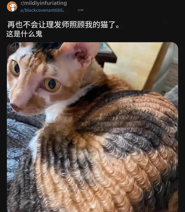今日沙雕：黑人穿黑丝是不是等于穿肉丝？宣传图64