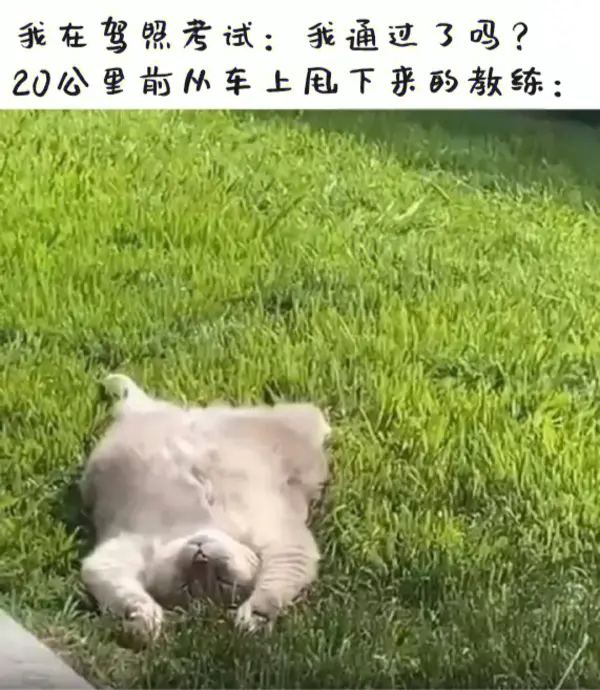 今日沙雕：大伙儿有没有适合开车时玩的游戏推荐一下宣传图47