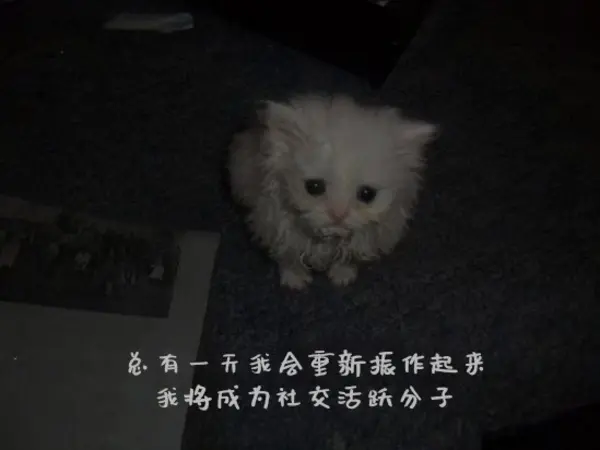 今日沙雕：强势老婆要求儿子性别随她我该怎么办宣传图16