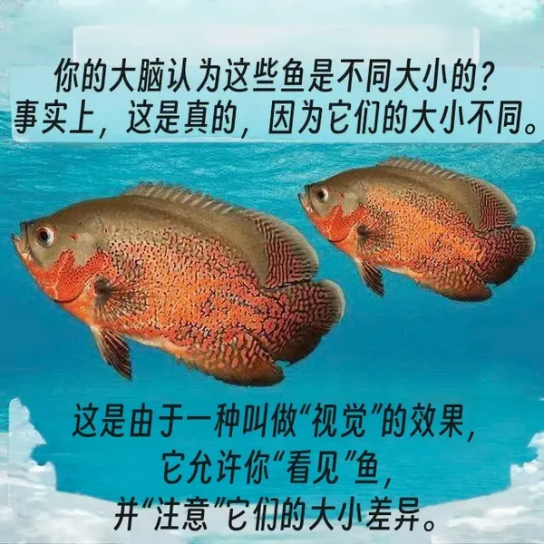 今日沙雕：如果天子是龙，那太子算不算奶龙宣传图136