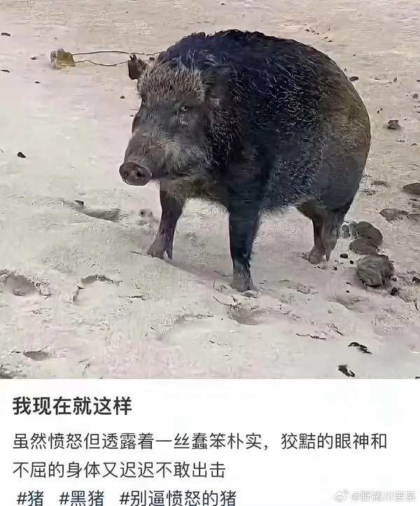 今日沙雕：故宫是不是可以叫汉堡宣传图108