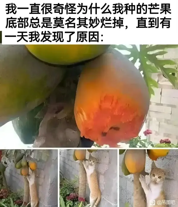 今日沙雕：金正恩玩pvz需要带向日葵和阳光菇吗宣传图83