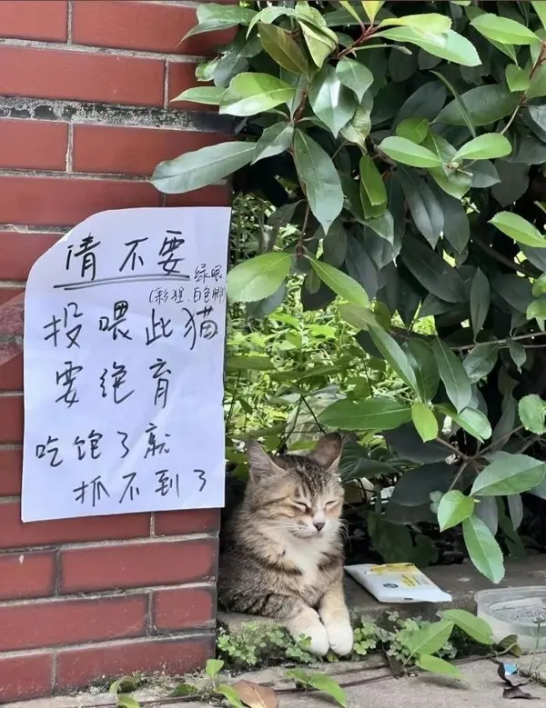 今日沙雕：给脑子看了华莱士的图片，才华喷涌而出宣传图157