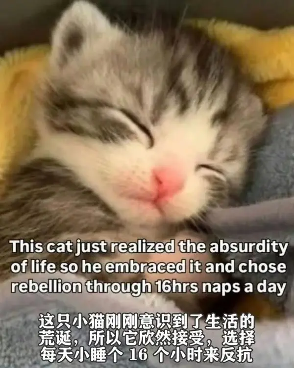 今日沙雕：给脑子看了华莱士的图片，才华喷涌而出宣传图176