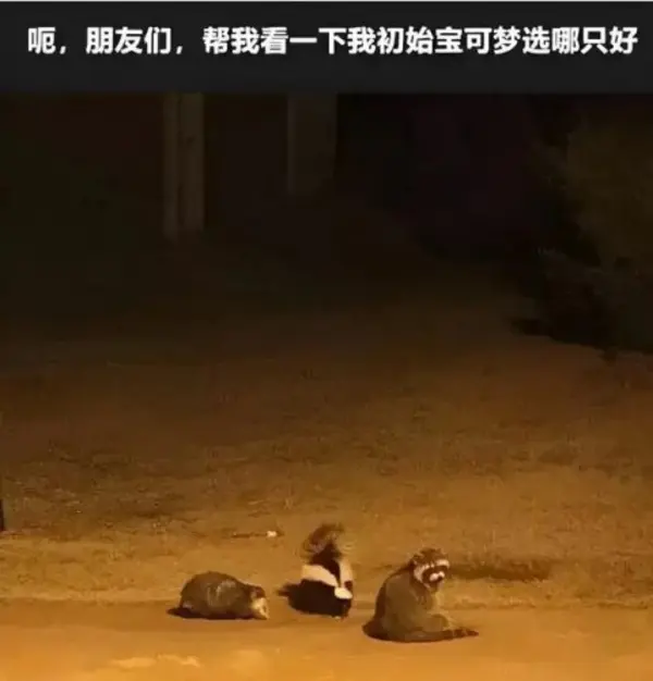 今日沙雕：给脑子看了华莱士的图片，才华喷涌而出宣传图199