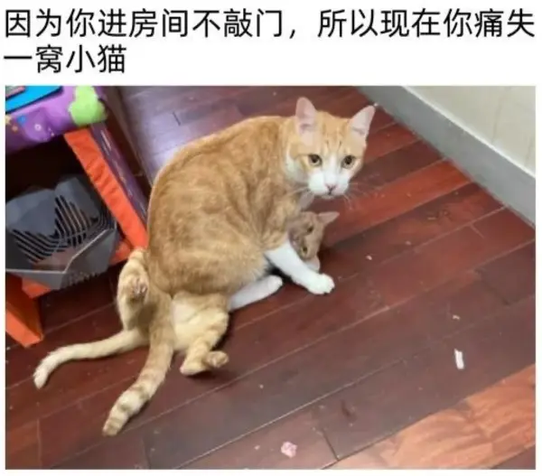 今日沙雕：求一个全世界都在听的小众歌曲宣传图47