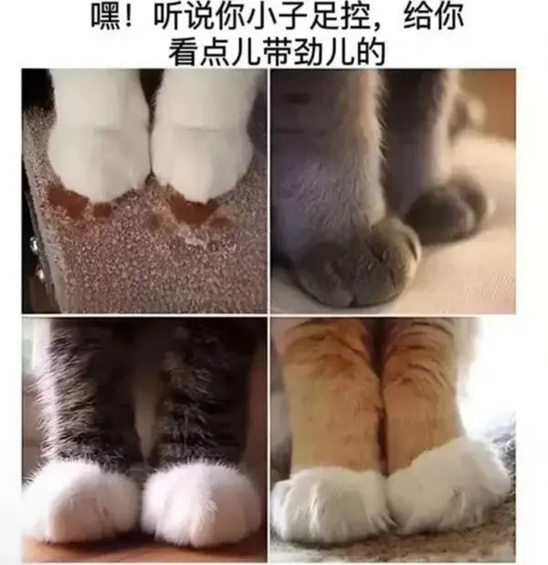 今日沙雕：只有皇帝能用黄色，那古人怎么拉屎呢宣传图42