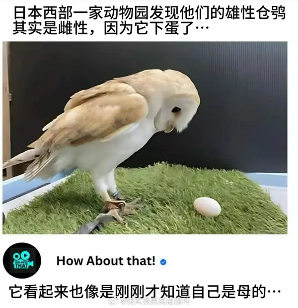 今日沙雕： 出生證丟了怎么證明自己出生了宣傳圖1