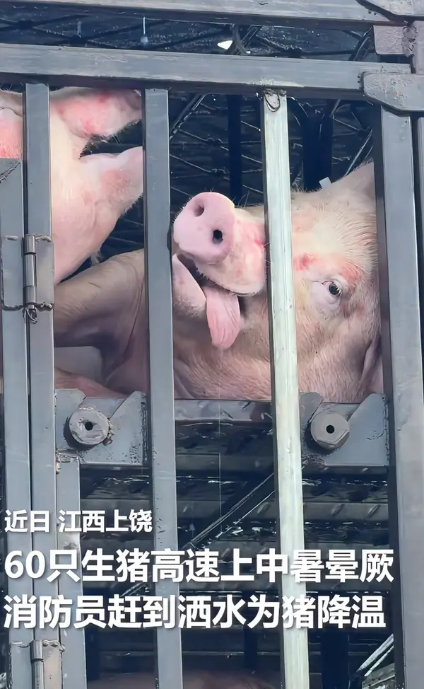 今日沙雕：強勢老婆要求兒子性別隨她我該怎么辦宣傳圖231