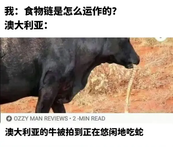 今日沙雕：食人族辦美食節(jié)為什么沒人參加宣傳圖46