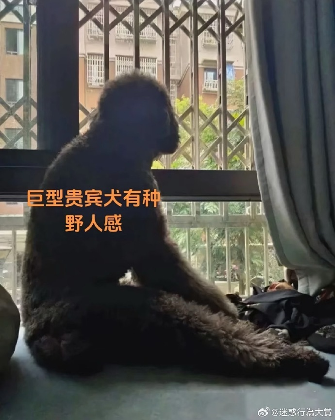 今日沙雕：“這個家伙有點東西?！蓖赓u員看著新的訂單說道宣傳圖46