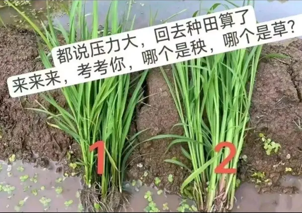 今日沙雕： 打開水龍頭就會有水，非洲人要是早知道也不會缺水宣傳圖91