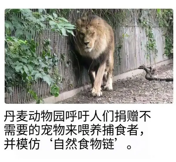 今日沙雕： 上下樓梯都靠右通行，不會(huì)堵住嗎？宣傳圖66