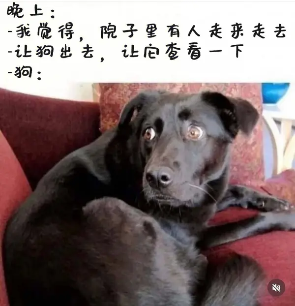 今日沙雕： 一覺醒來全世界智商不變，只有我下降100倍宣傳圖54