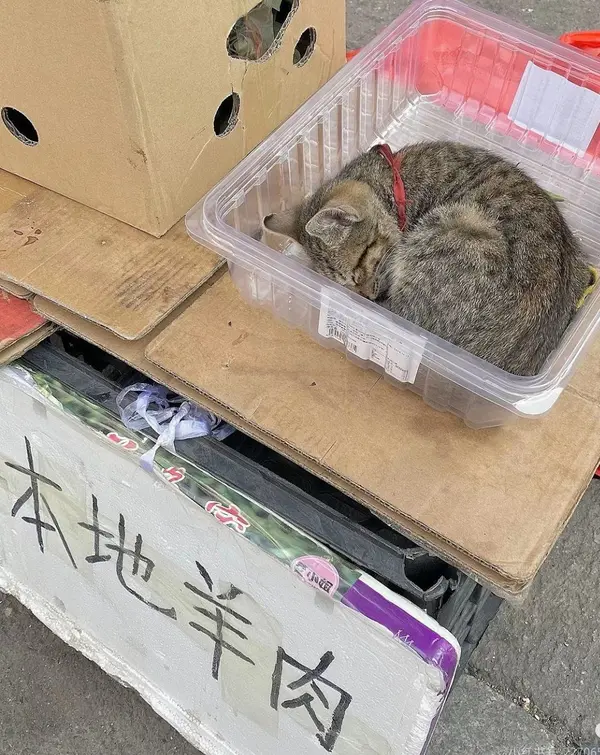 今日沙雕：天才就是百分之九十九的天才，加上百分之一的天才宣傳圖91